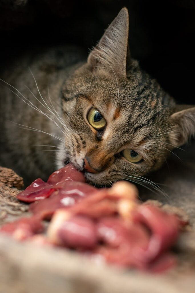 pexels-photo-14502302 Tabby cat in close-up enjoying raw meat in natural setting.