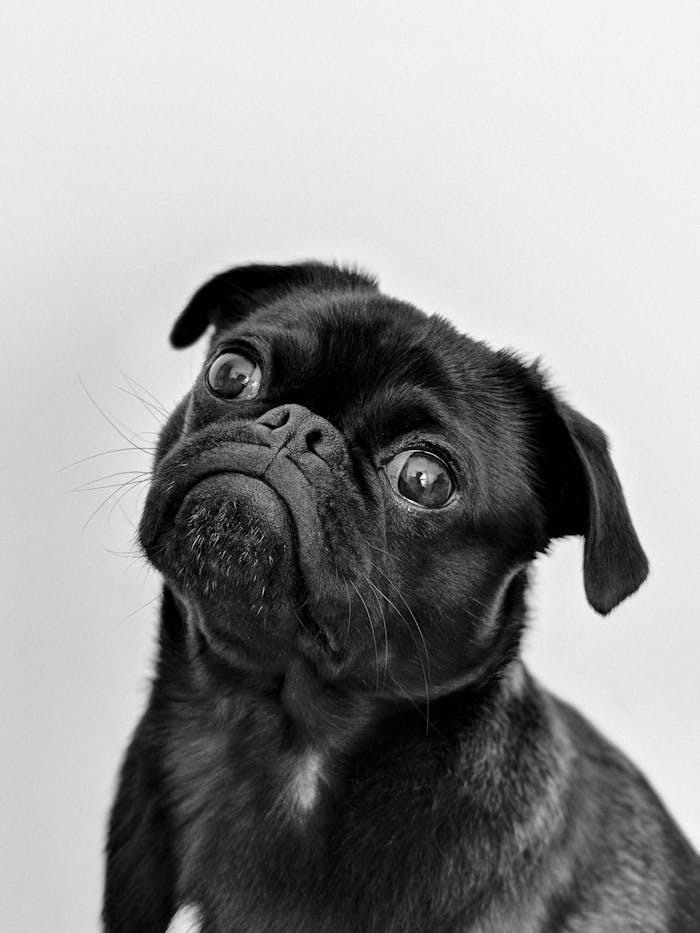 Mops