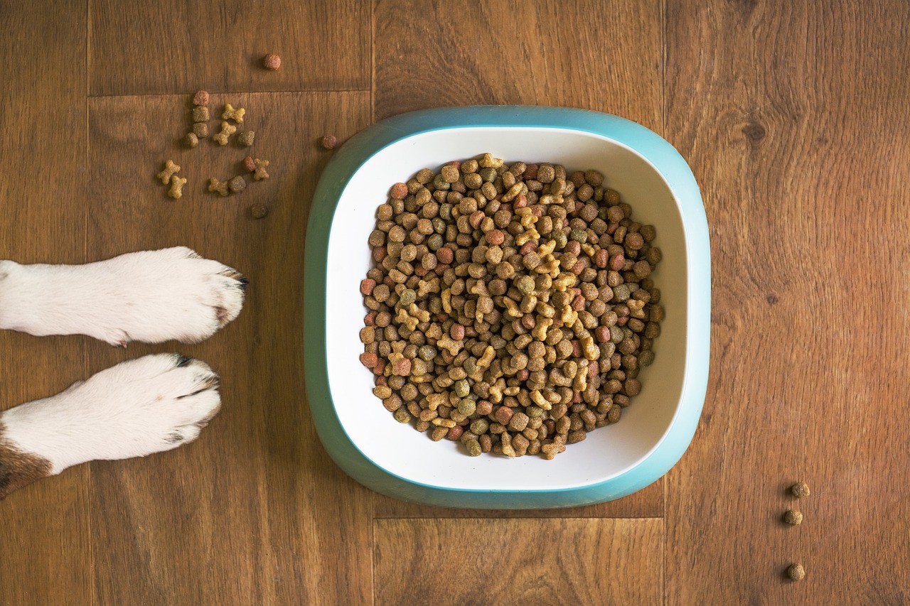 dog food, dog bowl, animal, dog kibble, dry dog food, paws, dog paws, dog food bowl, grain free dog food, dog treat, pet food, dog, pet, dog eating, dog feeding, dog stay, dog training, brown eating