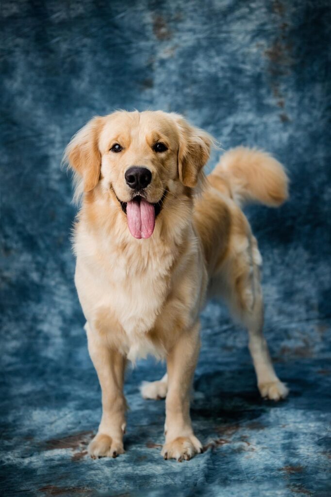dog, pet, labrador, canine, mammal, animal, dog, dog, dog, nature, dog, dog