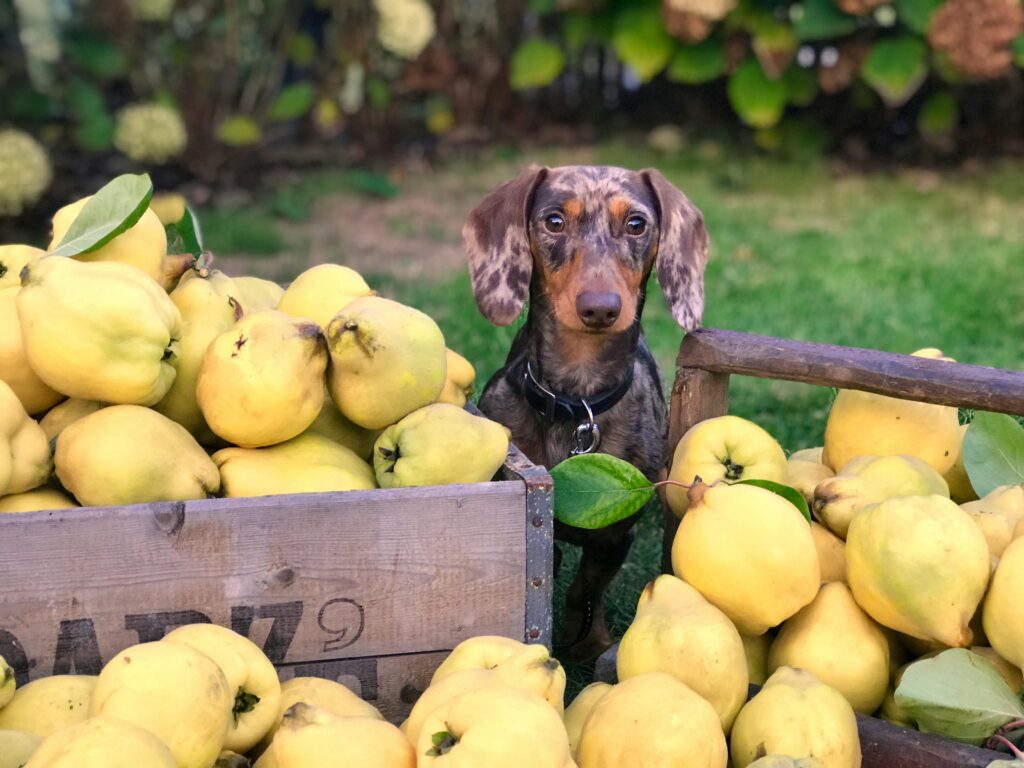 pexels-photo-1471470-1471470 A cute dachshund dog surrounded by freshly picked quince fruits in an outdoor garden setting.