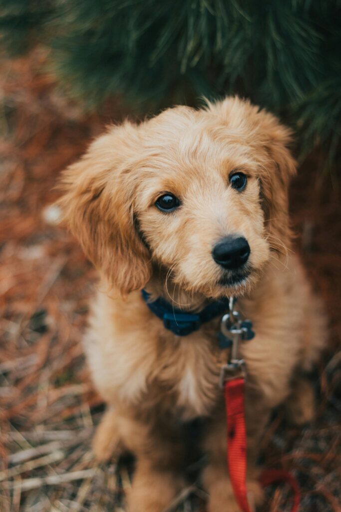 pexels-photo-3397939-3397939 Charming Goldendoodle puppy sitting outdoors with a red leash, looking curious and cute.