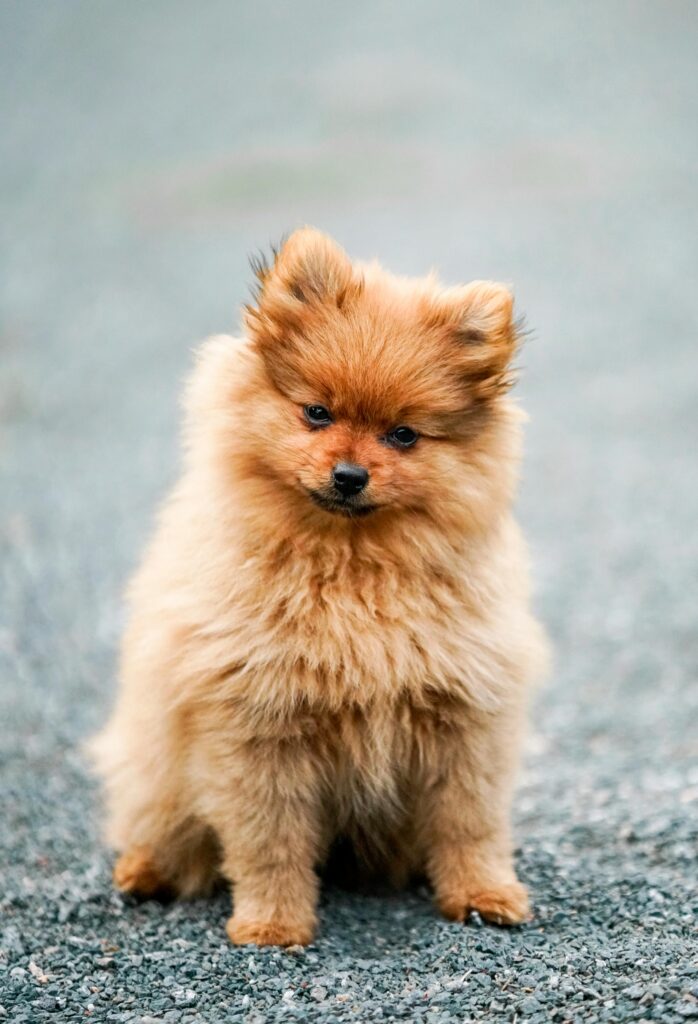 pexels-photo-3687770-3687770 Charming Pomeranian puppy sitting on a road, showcasing its fluffy coat and curious expression.